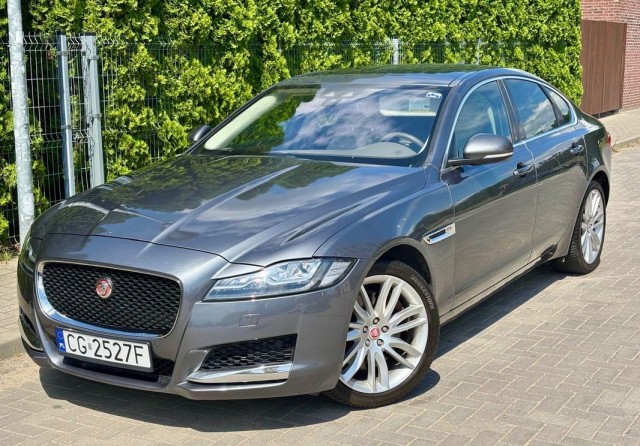 jaguar